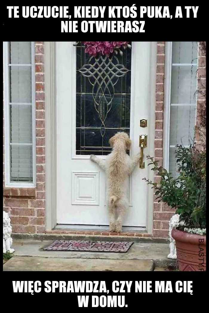 Wścibski pies zagląda przez okno