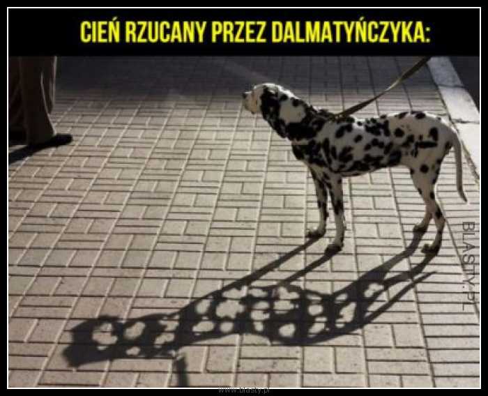 Cień rzucany przez dalmatyńczyka