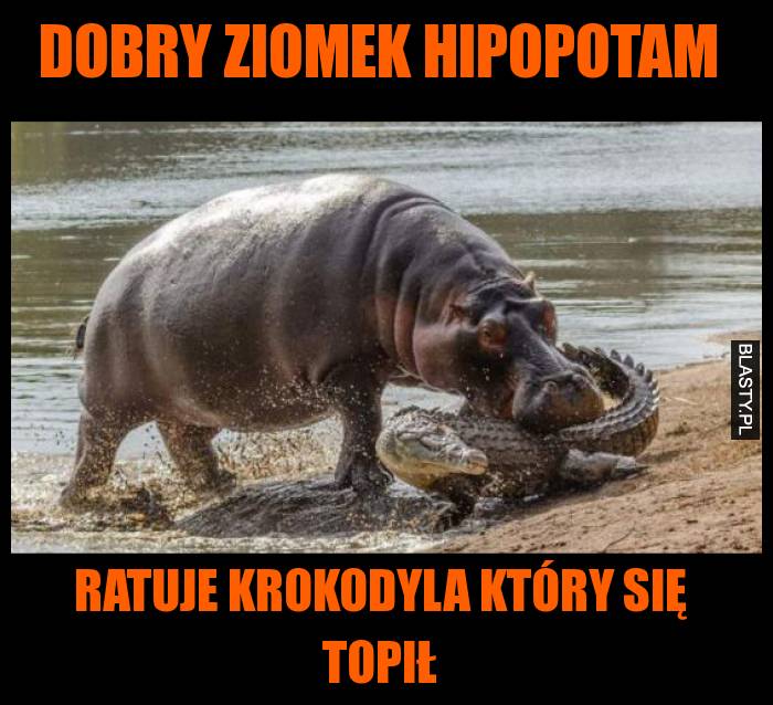 Dobry ziomek hipopotam ratuje krokodyla który się topił