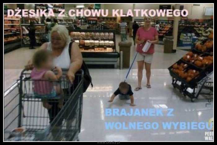 Dżesika z chowu klatkowego i brajanek z wolnego wybiegu