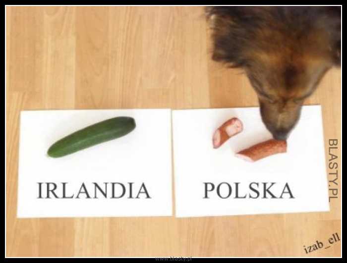 Irlandia Płn vs Polska Pies wybiera