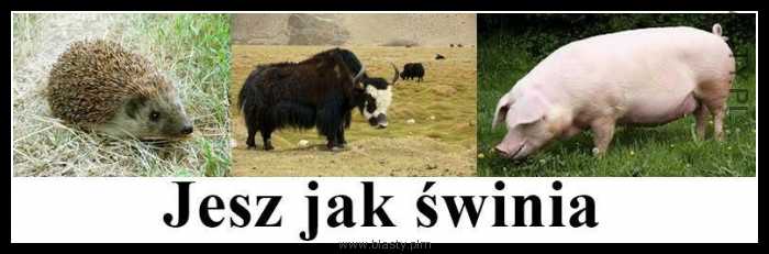 Jesz jak świnia