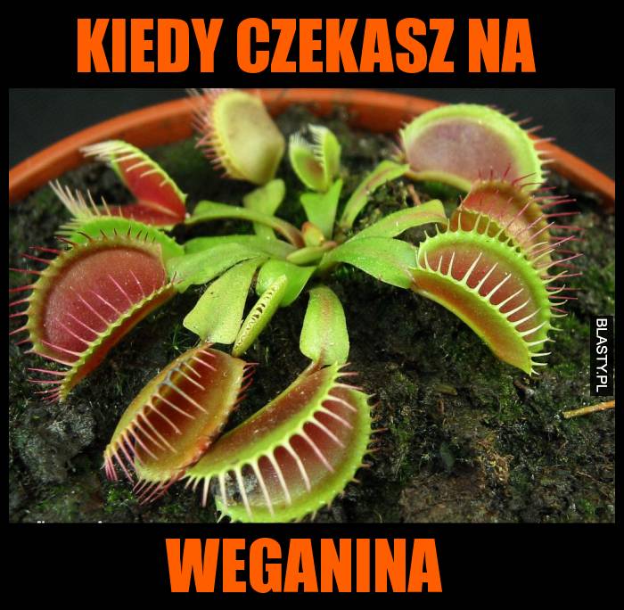 Kiedy czekasz na Weganina