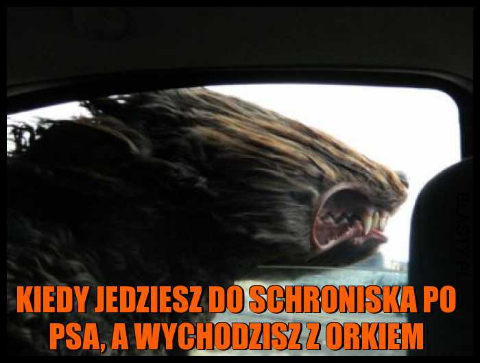 Kiedy jedziesz do schroniska po psa, a wychodzisz z orkiem