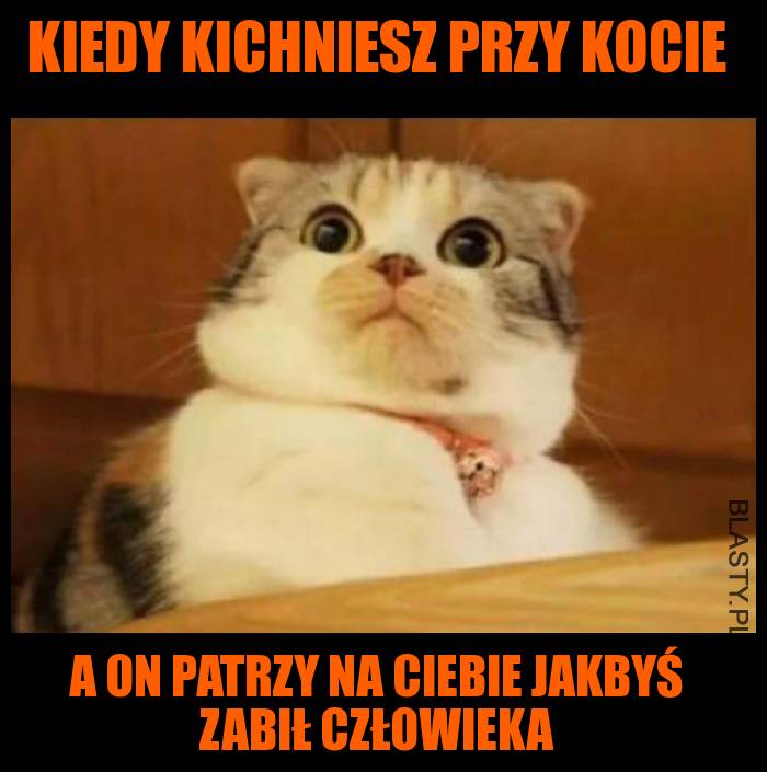 Kiedy kichniesz przy kocie