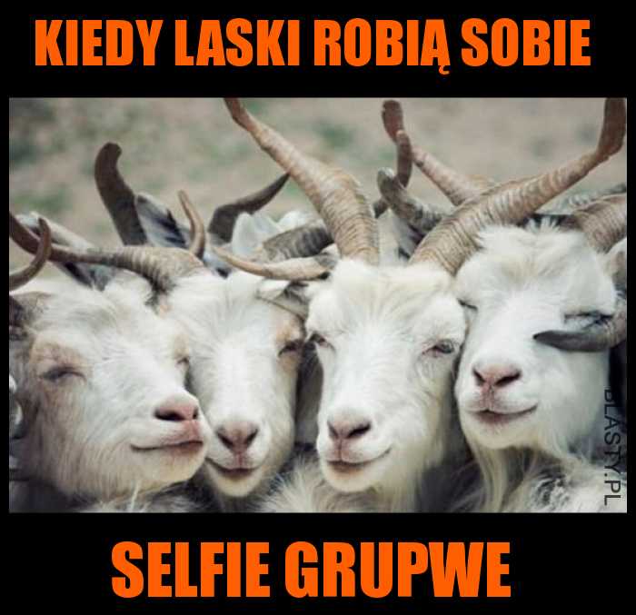 Kiedy laski robią selfie grupwe