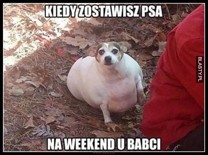 Kiedy zostawisz psa na weekend u babci