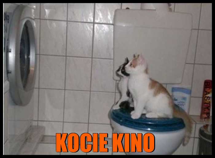 Kocie kino