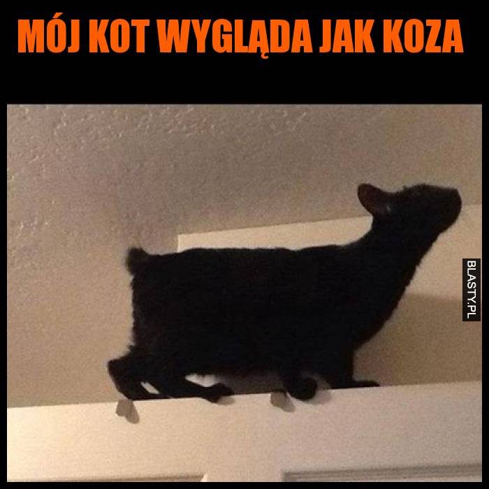 Mój kot wygląda jak koza