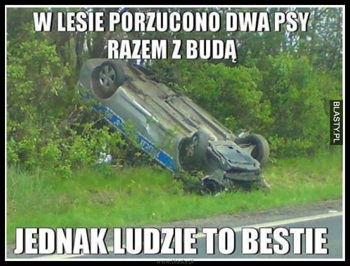 W lesie porzucono dwa psy razem z budą jednak ludzie to bestie