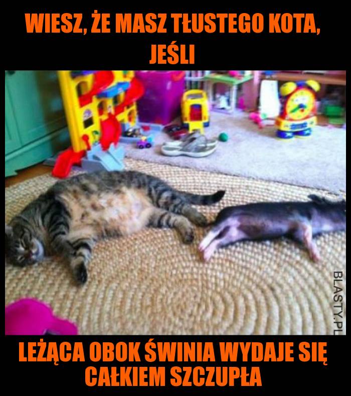 Wiesz, że masz tłustego kota, jeśli