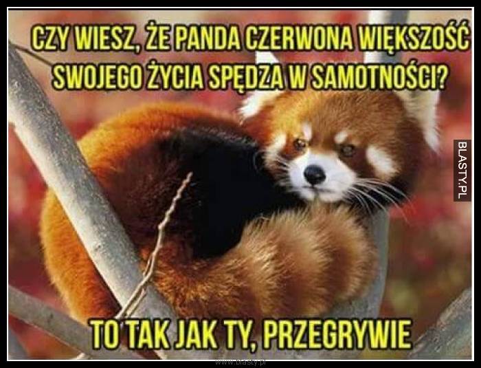 Czy wiesz, że panda czerwona większość swojego życia spędza w samotności