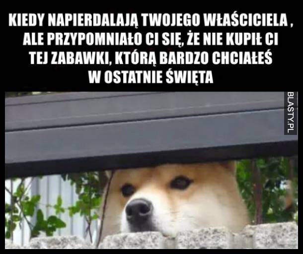 Kiedy napierdalają twojego właściciela, ale przypominasz sobie, że