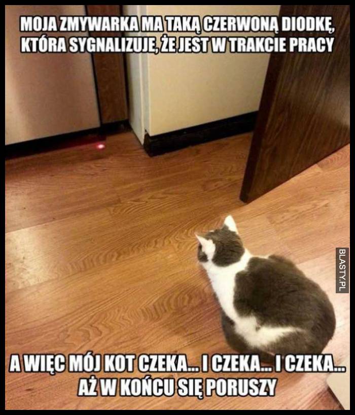 Koty takie są