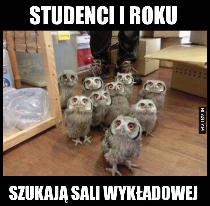 Studenci I roku szukają sali wykładowej