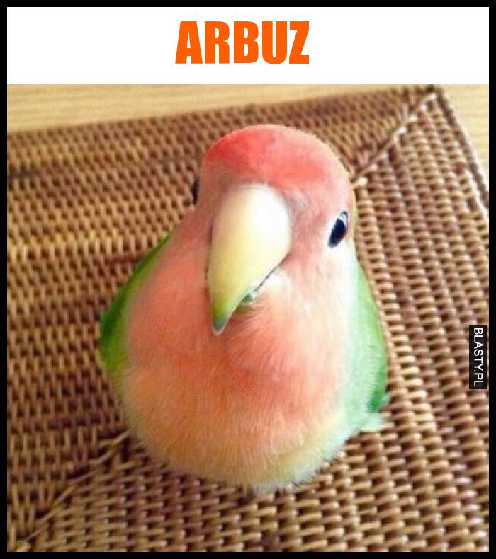 Arbuz