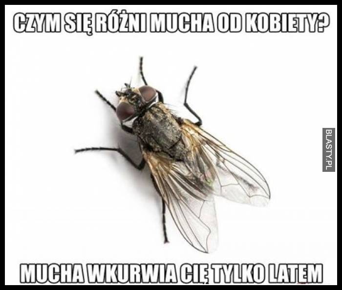 Czym się różni mucha od kobiety