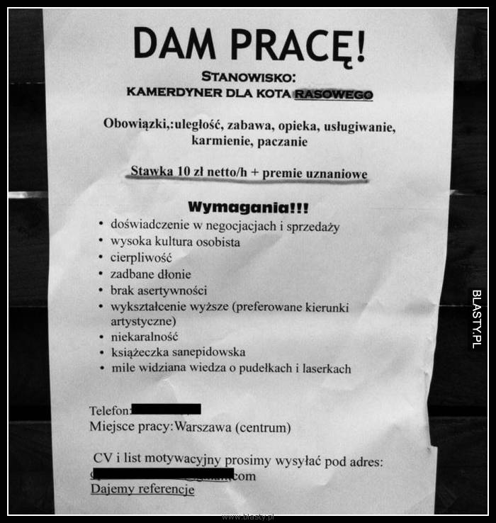 Dam pracę - kamerdyner dla kota