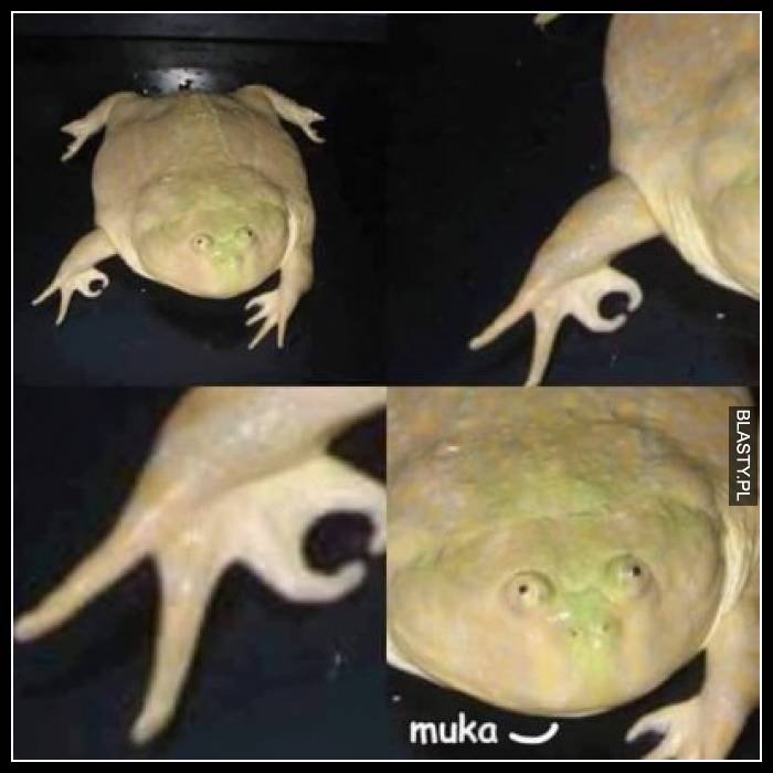 Muka