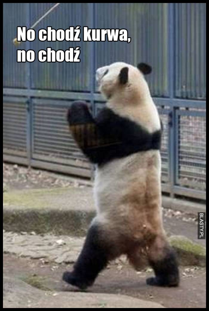 no chodź kurwa, no chodź