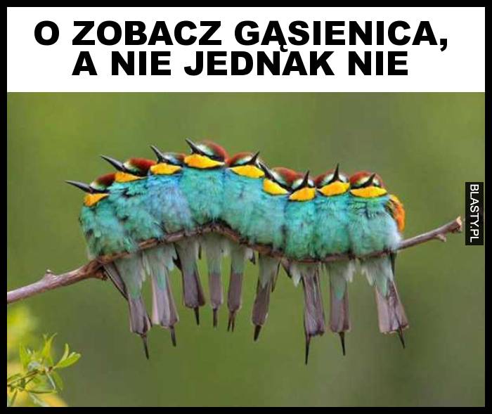 O zobacz gąsienica, a nie jednak nie