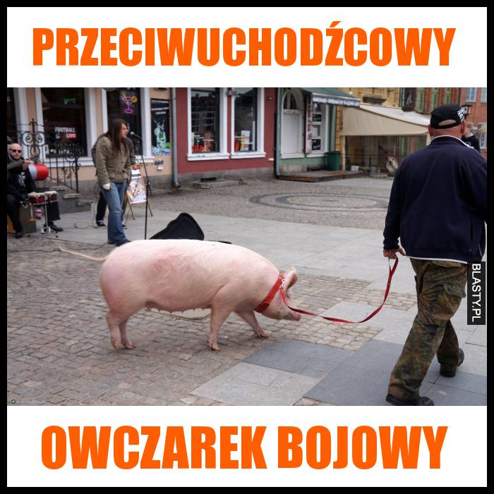 Przeciwuchodźcowy owczarek bojowy