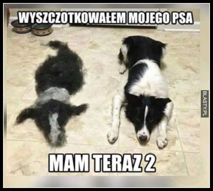 Wyszczotkowałem mojego psa mam teraz 2