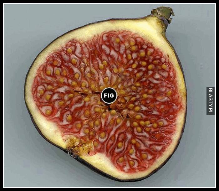 Fig