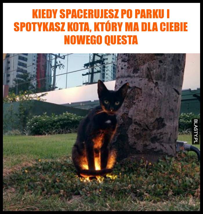 Kiedy spacerujesz po parku i spotykasz kota, który ma dla Ciebie nowego questa