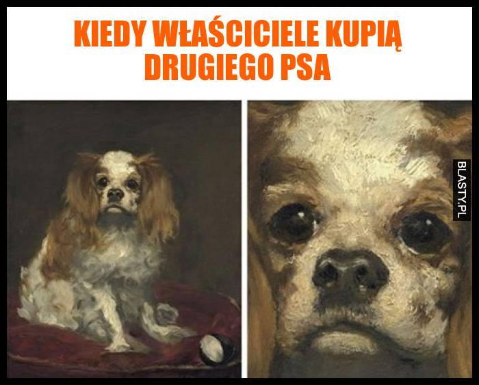 Kiedy właściciele kupią drugiego psa