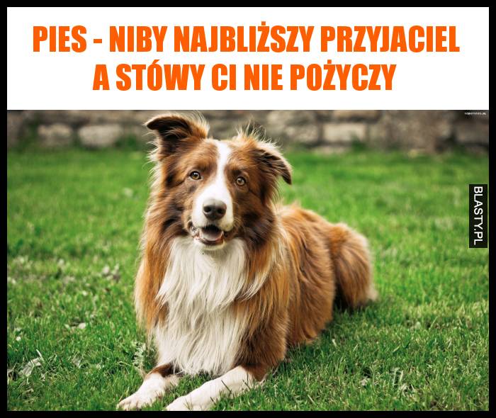 Pies - niby najbliższy przyjaciel a stówy Ci nie pożyczy