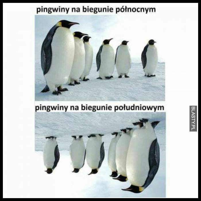 Pingwiny na biegunie północnym vs Pingwiny na biegunie południowym