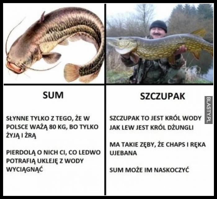 Sum vs szczupak