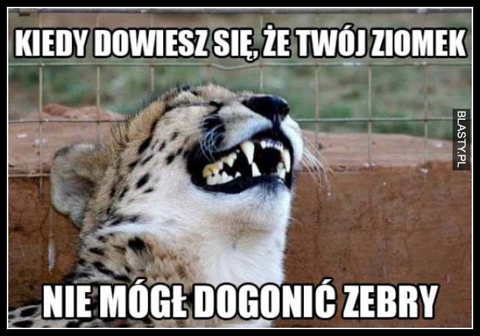 tygrysek i zebra