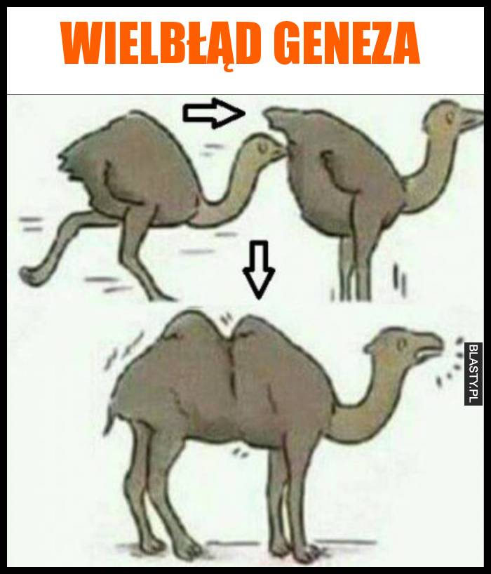 Wielbłąd geneza