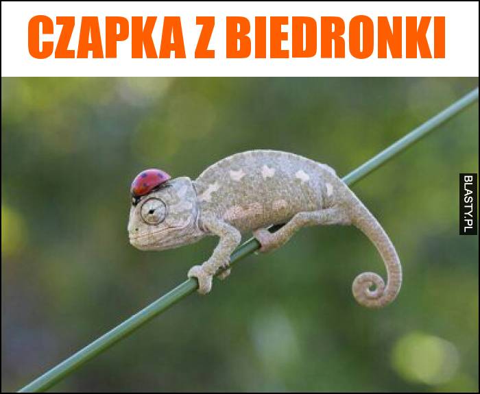 Czapka z biedronki