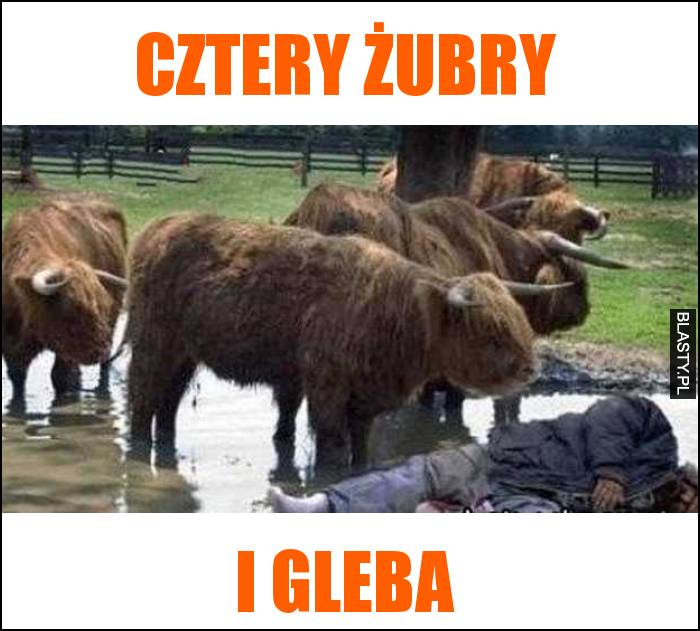 Cztery żubry i gleba