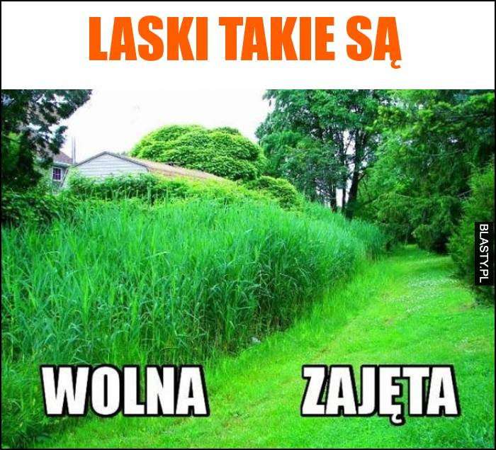 jak rozpoznać zajętą laskę