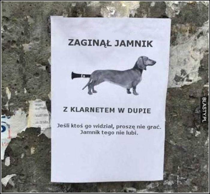 Jamnik z klarnetem w dupie