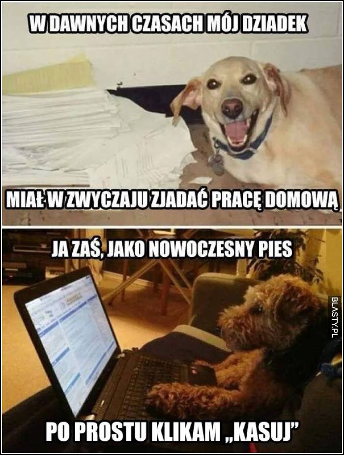 nowoczesny pies na laptopie