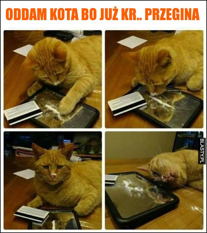 Oddam kota bo już kr.. przegina