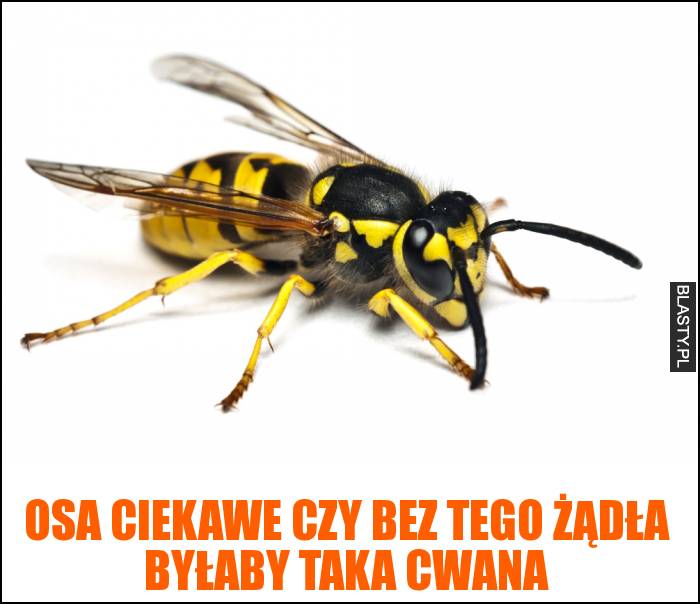 Osa ciekawe czy bez tego żądła byłaby taka cwana