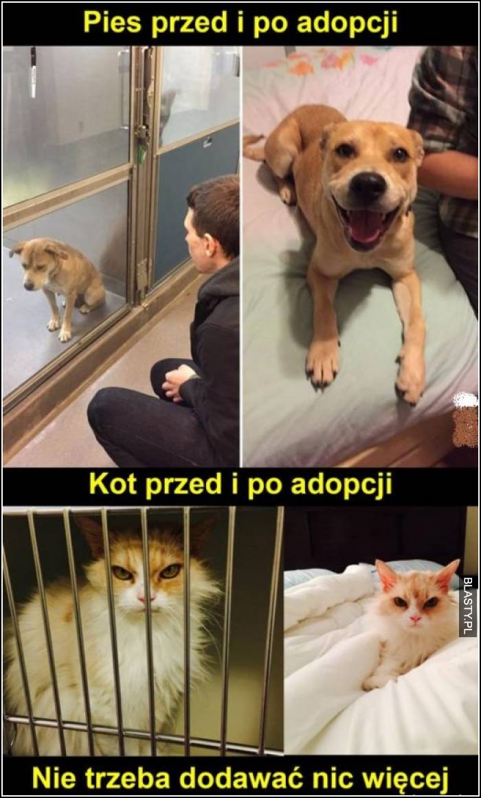 Pies przed i po adopcji vs Kot przed i po adopcji