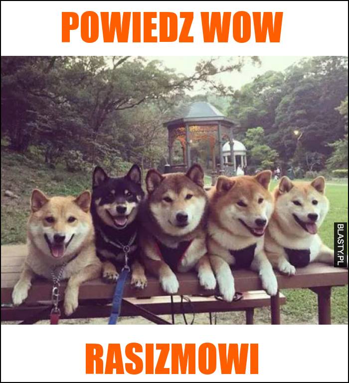 powiedz wow