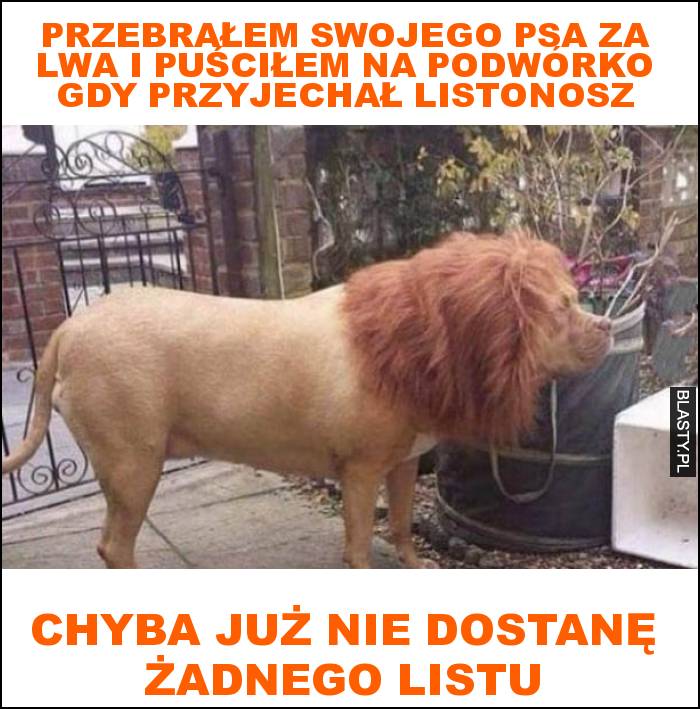 Przebrałem swojego psa za lwa i puściłem na podwórko