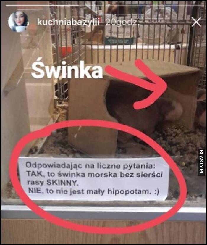 Świnka odpowiadając na pytania