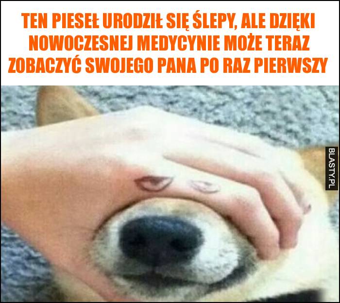 Ten pieseł urodził się ślepy, ale dzięki nowoczesnej medycynie może teraz zobaczyć swojego Pana po raz pierwszy