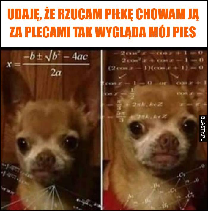 Udaję, że rzucam piłkę chowam ją za plecami tak wygląda mój pies