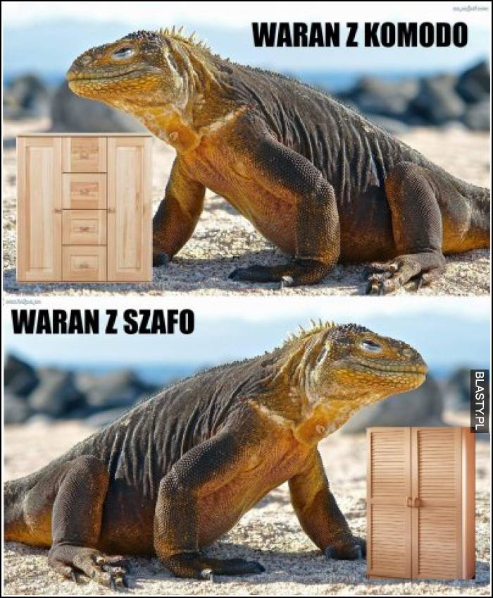 Waran z komodo vs waran z szafo