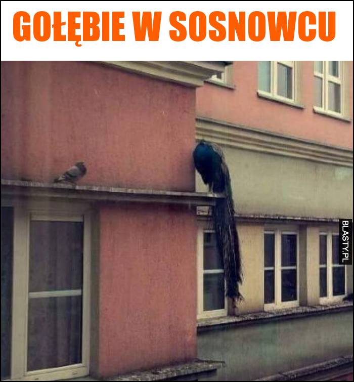 Gołębie w Sosnowcu
